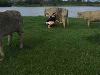 TIRANDO LEITE DE PEDRA