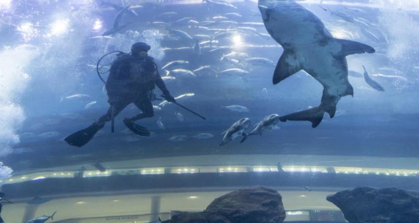DUBAI AQUARIUM