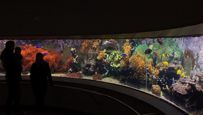 UNDERWATER ZOO – RAINFOREST DE DUBAI